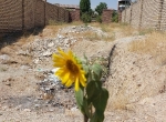 زمین
